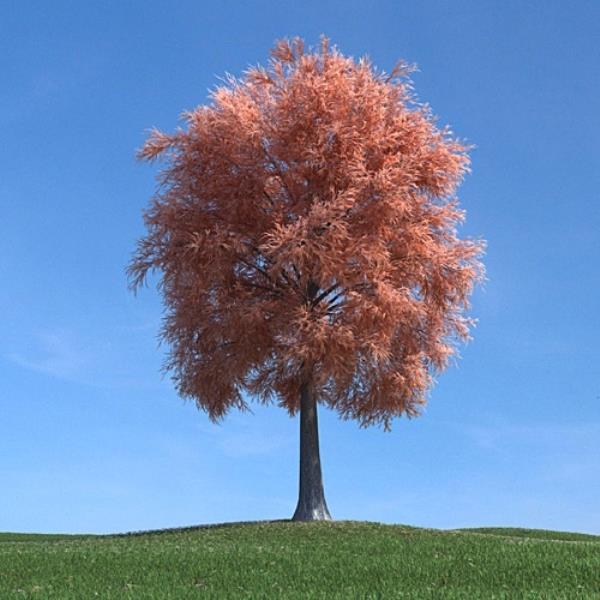 درخت پاییزی